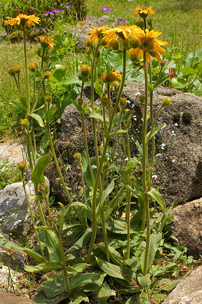 Arnica montana / Arnica